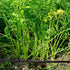 Garden Irrigation Tubing,1/4" Blank Distribution Tubing 50ft Flexible Tubing,Watering Drip Automatic Irrigation Equipment Set for Garden Greenhous...