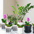 Plant Pots for Indoor Plants, 6 Pack 6.4/5.5/4.7in Clear Plastic Planter with Drainage Holes and Saucers for Orchid, African Violet, Spider Plant,...