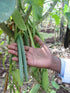 Vanilla Products USA 25 Extract Grade B Vanilla Beans 4~5 inches (12~14 cm)...
