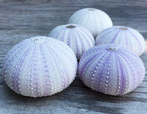 Nautical Crush Trading Sea Urchins Shells for Air Plants - 5 Purple (1.5-2.5") Sea Urchin Shells - Hanging Air Plant Holder - Air Plants Live Hold...