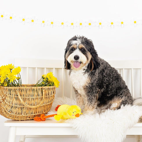 Fringe Studio Plush Dog Toy, Sweet Little Chick, Pet Shop Collection (314137)...