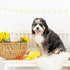 Fringe Studio Plush Dog Toy, Sweet Little Chick, Pet Shop Collection (314137)...