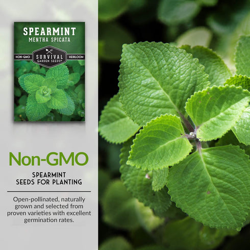 Survival Garden Seeds - Spearmint Seed for Planting - Mentha Spicata Packet with Instructions to Plant Delicious Herbs and Grow Your Home Herb Gar...