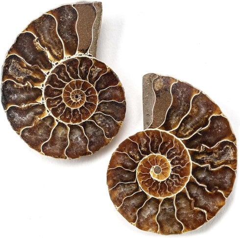 KALIFANO Extinct Natural Polished Ammonite Shell Pair Fossil Stone - Mineral from Madagascar with Feng Shui Healing Properties Thought to Bring We...