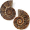 KALIFANO Extinct Natural Polished Ammonite Shell Pair Fossil Stone - Mineral from Madagascar with Feng Shui Healing Properties Thought to Bring We...