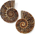 KALIFANO Extinct Natural Polished Ammonite Shell Pair Fossil Stone - Mineral from Madagascar with Feng Shui Healing Properties Thought to Bring We...