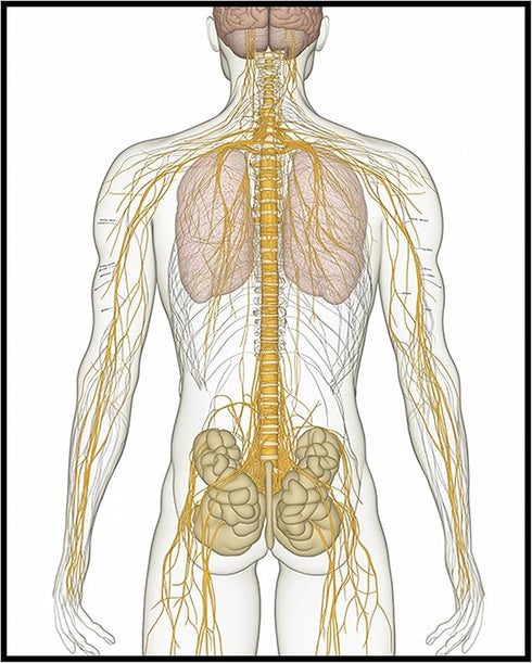 Posterizer 1 pcs-artistic illustration of the human nervous system 2-Teachers & Classrooms-Abstract & Modern Art-School and classroom art- unframe...