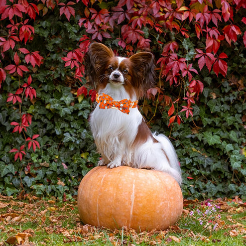 Elegant little tail Halloween Dog Collar, Fall Dog Collar Orange Pumpkin Holiday Pet Dog Collar Dog Bow Collar Pet Durable Adjustable Girl Boy Dog...