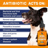 Antibiotic for Dogs ? Dog Antibiotic ? Natural Antibiotics for Dogs ? Pet Antibiotic ? Dog Antibiotics with Beef Flavor ? 2 Oz...
