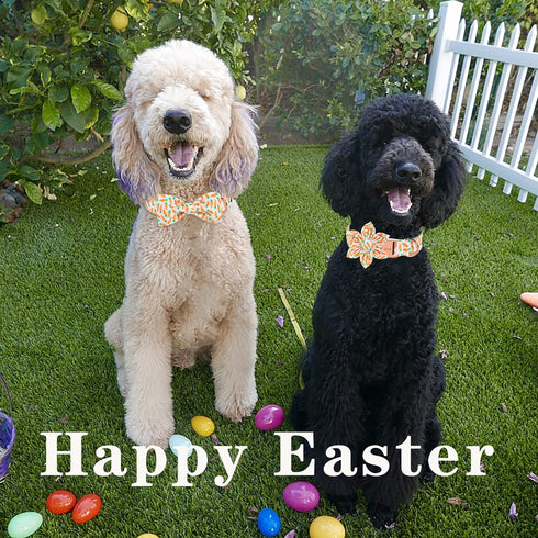 Unique style paws Easter Day Dog Collar with Bow Carrot Pet Collar Best Gift for Small Medium Large Boys Girls-M...