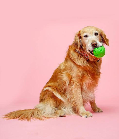 Hartz DuraPlay Ball Squeaky Latex Dog Toy, Neon Green, Neon Pink & Neon Orange, Large 3 Count Pack...