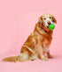 Hartz DuraPlay Ball Squeaky Latex Dog Toy, Neon Green, Neon Pink & Neon Orange, Large 3 Count Pack...
