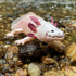 Safari Ltd. Axolotl Figurine - Realistic 7" Model Figure - Educational Toy for Boys, Girls, and Kids Ages 3+...
