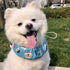 KUDES Dog Cooling Bandana Collar with Recyclable Ice Packs, Pet Dog Adjustable Ice Chill Out Collar Scarf Neck Cooler Wrap for Cat Small Medium La...