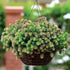 CHUXAY GARDEN 50 Seeds Origanum 'Kirigami',Ornamental Oregano,Wild Marjoram 'Kirigami' Ornamental Oregano Flowering Herb Plant Lovely Light Purple...