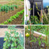 Plant Stakes Natural Garden Bamboo Sticks for Indoor and Outdoor Plants, 20pcs Plant Support Stakes for Tomatoes, Beans, Potted Plants - 18 inches...