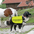 Rescue Dog Jacket Vest Nervous Rescue Space Dog Vest Dog Walking Slogan Warning Vest (Nervous Rescue Space-Medium)...
