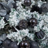 XmasExp 16ct Christmas Ball Ornaments Shatterproof Xmas Tree Hanging Balls Halloween Decorations Perfect for Holiday Wedding Christmas Halloween D...