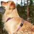 Case-Mate 2 Pack Airtag Dog Collar Holder - Water Resistant Airtag Holder Dog Tag - Lightweight Protective Airtag Case for Dog Collar - Pet Collar...