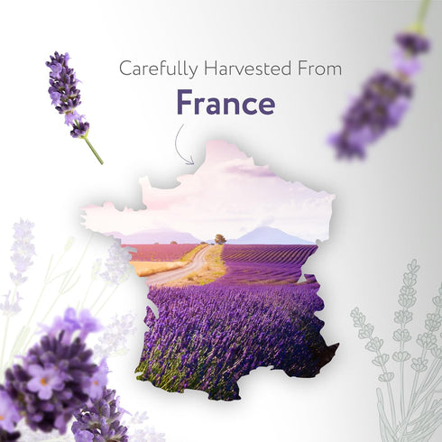 HBNO® California Bottled Dutch Lavender Essential Oil 4 fl oz (120ml) - Natural Lavender Oil for Skin, Perfect for Cleaning, Aromatherapy, DIY & D...