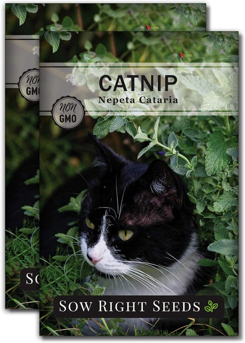 Sow Right Seeds - Catnip Seed for Planting - Popular Herb for Happy Cats - Non-GMO Heirloom Packet with Instructions to Plant and Grow - A Gift fo...