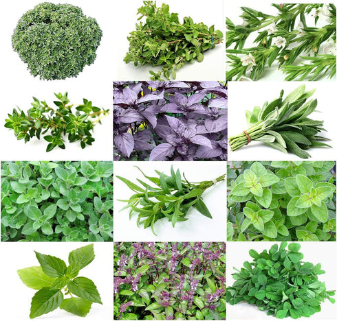 1000 Mixed Herb Seeds Heirloom Non-GMO 12 Varieties This is a Mix! Thyme Oregano Sage Tarragon Marjoram Summer Savory Basil Italian Greek Thai Dwa...