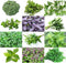 1000 Mixed Herb Seeds Heirloom Non-GMO 12 Varieties This is a Mix! Thyme Oregano Sage Tarragon Marjoram Summer Savory Basil Italian Greek Thai Dwa...