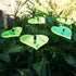 SunCatcher Garden Decor Ornaments Hearts Set of 5 Decorative Garden Stakes 25cm, 10 inch high Outdoor Yard Accessory, Lovely Gardeners Gift, Colou...