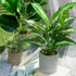 16" Small Fake Plants Artificial Tropical Faux Plants Indoor for Office Desk Shelf Bathroom Home Decor...