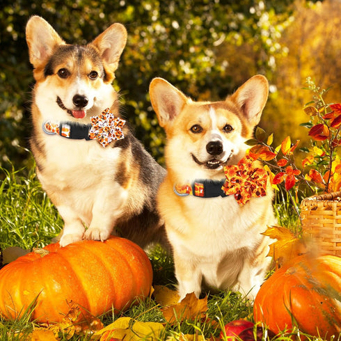 6 Pcs Fall Dog Collars for Dogs Adjustable Thanksgiving Dog Collar with Flower Pumpkin Floral Girl Dog Collar Turkey Maple Leaf Collars Dogs Acces...