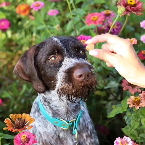 ARK NATURALS Breath Bursts Brushless Toothpaste Dog Treats, Dog Dental Bits for Small Breeds, Unique Texture Helps Clean Teeth & Freshen Breath, P...