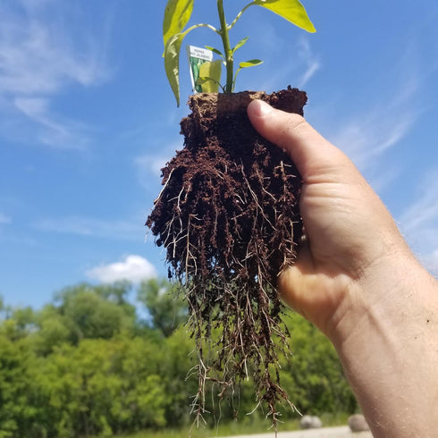 Daniel's Plants 4" Naked Pots | Large Natural Plantable Pots for Herbs Vegetables Tomato Seedlings | OMRI Biodegradable | Earth Friendly Contains ...