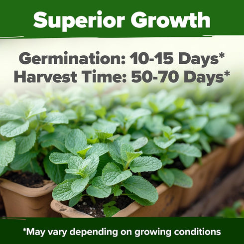 Home Grown Premium Common Mint Seeds - 1800 Non-GMO Heirloom Herb Seeds, USA Sourced | Ideal for Planting Mint Seeds Outdoors or Indoors for a Fre...