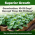 Home Grown Premium Common Mint Seeds - 1800 Non-GMO Heirloom Herb Seeds, USA Sourced | Ideal for Planting Mint Seeds Outdoors or Indoors for a Fre...
