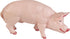 Safari Ltd. Boar Figurine - Realistic, Lifelike 4.25" Model Figure - Fun and Educational Toy for Boys, Girls & Kids Ages 3+...