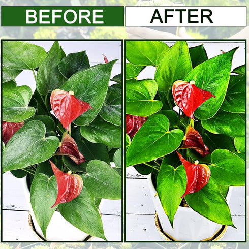 Plants Cleaning Wipes for Leaf Shine, Clean and Photosynthesis, Leaf Cleaner for House Plants Outdoor Plants (80 Wipes)...
