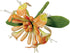 PME Honeysuckle Cutters, Set of 3, White, 5 x 5 x 5 cm...
