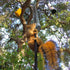 2 PCS Metal Squirrel Baffle, Squirrel Barrier Spring Coil Guard Protects Hanging Bird Feeders for Outdoor Poles...