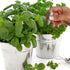 Jobe’s Organics Herb Garden Fertilizer Spikes, Easy Plant Care Organic Fertilizer for Herb Gardens, 50 Count...