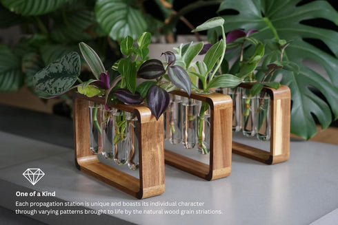 Source & Plot - Plant Propagation Station - Acacia Wood Stand 4 Glass Test Tube Hydroponic Tabletop Rooting Terrarium Planter Rack Home and Office...