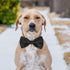 Black Dog Bow Tie, KOOLMOX Adjustable Bow Tie Dog Collar for Medium and Large Dogs Cats Pets Wedding Birthday Graduation Holiday Grooming Cosutmes...