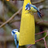6 Pieces Finch Sock Feeder Finch Feeders without Seeds for Outdoors Hanging Thistle Bird Feeder for Finch Thistle Seed Bird (Yellow, 3.94 x 15.5 I...