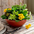 The HC Companies 12 Inch Garden Bowl Planter - Shallow Plant Pot with Drainage Plug for Indoor Outdoor Flowers, Herbs, Slate Blue...