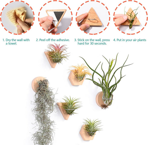 MITIME Air Plants Holders-Real Wood Live Air Plant Holders.Rustic Air Plant Stand,Wall-mounted to save space.(Plants not included)(Mix Set of 6)...