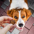 Cloud Star Wag More Bark Less Meatballs – Soft Grain Free Real Natural Chicken Dog Treats, Chicken 14 oz....