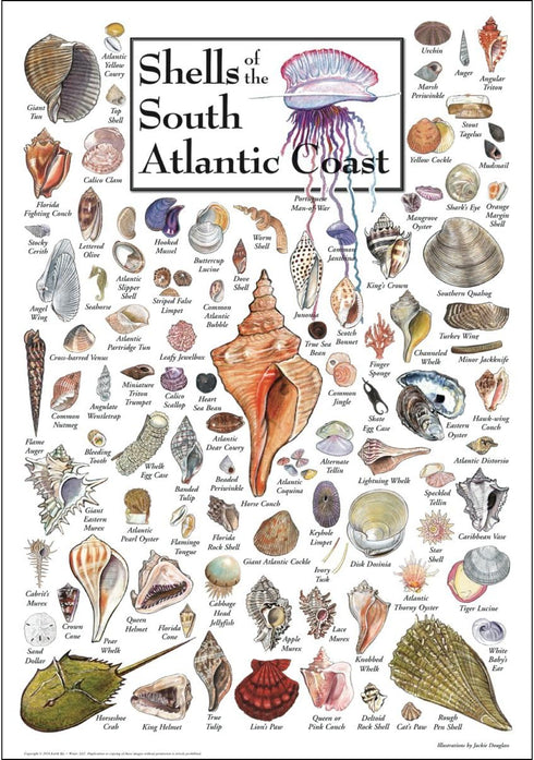 Earth Sky + Water - Shells of the South Atlantic Coast - Poster...