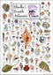 Earth Sky + Water - Shells of the South Atlantic Coast - Poster...