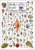 Earth Sky + Water - Shells of the South Atlantic Coast - Poster...