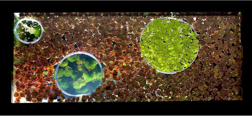 Invisible Feeding Ring (Customizable and Auto-Leveling) Food Portal for Floating Plant Aquariums and Fish Tanks (Standard 2.5" Feeding Ring)...