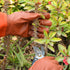 Gardening Gloves, Professional Puncture Proof Gloves for Rose Pruning & Cactus Trimming, Long Leather Garden Gloves Gifts for Women & Men- Full Gr...